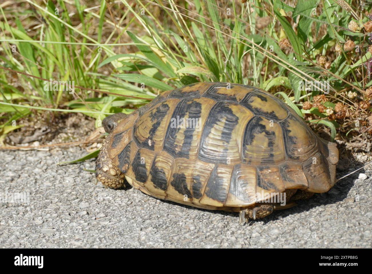 Hermann's Tortoise (Testudo hermanni) Reptilia Stock Photo - Alamy