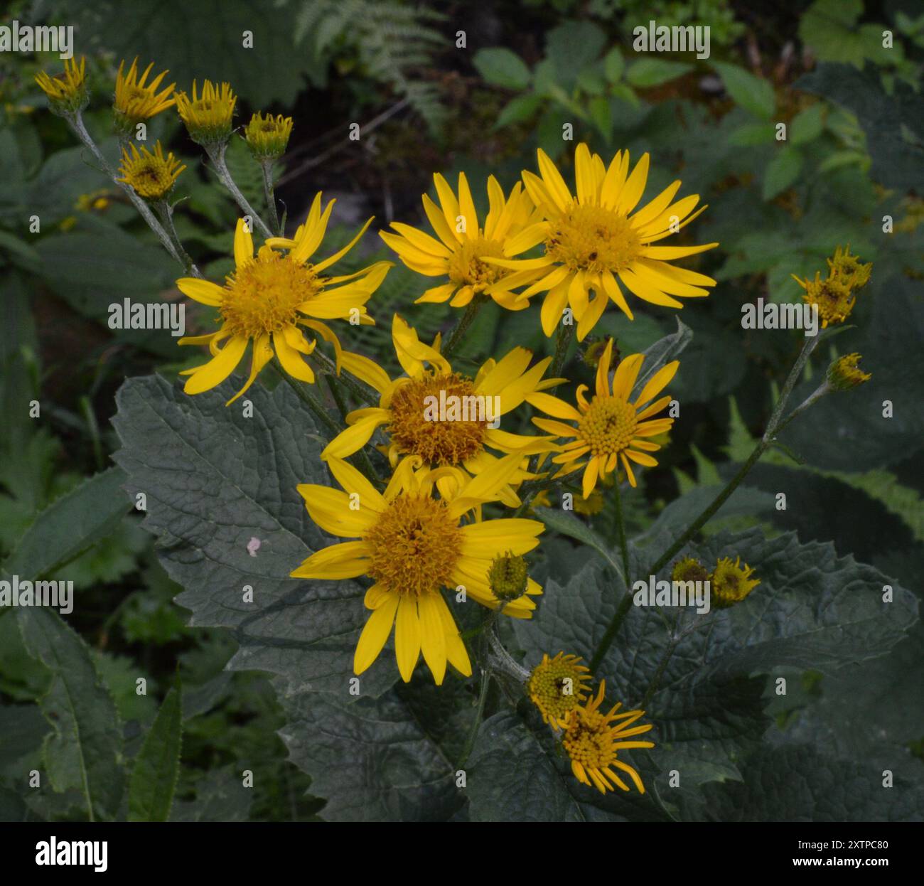 Alpine ragwort (Jacobaea alpina) Plantae Stock Photo - Alamy