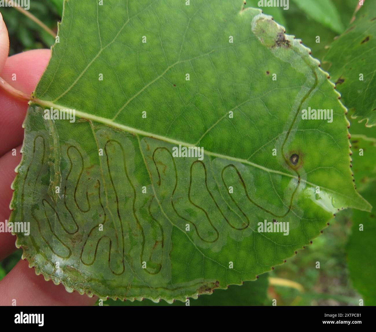 Aspen Serpentine Leafminer Moth (Phyllocnistis populiella) Insecta ...