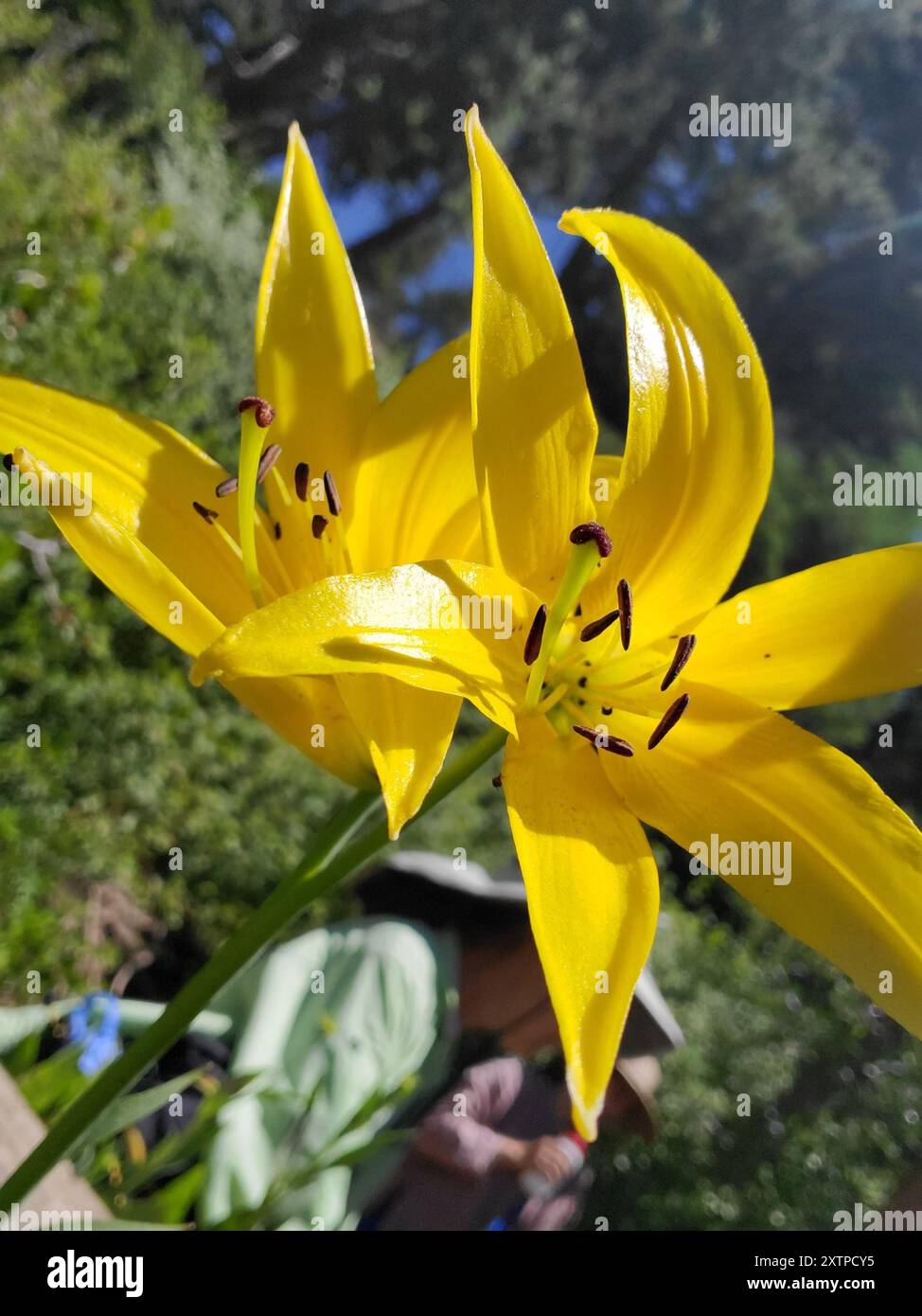 lemon lily (Lilium parryi) Plantae Stock Photo