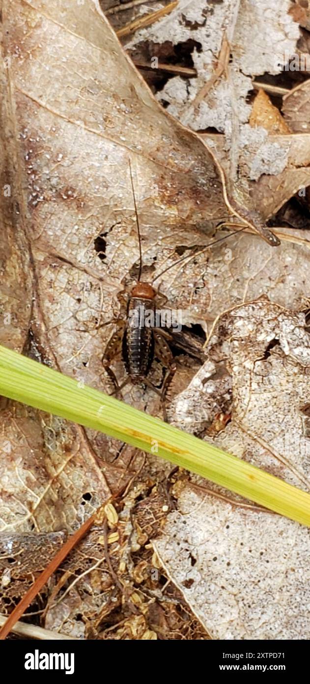 Robust Ground Crickets (Allonemobius) Insecta Stock Photo - Alamy