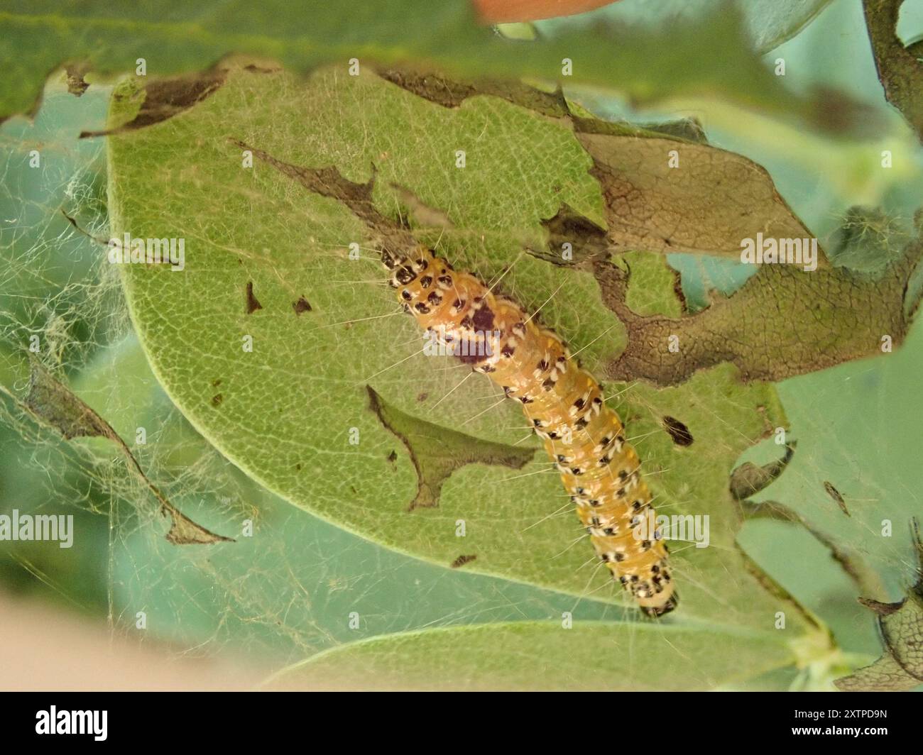 Brooming Insects Genista Broom Moth (Uresiphita reversalis) Insecta Stock Photo - Alamy