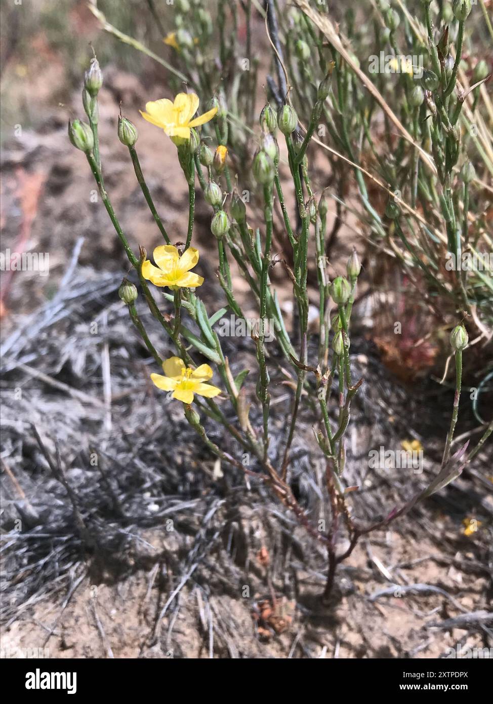 dicots (Magnoliopsida) Plantae Stock Photo - Alamy