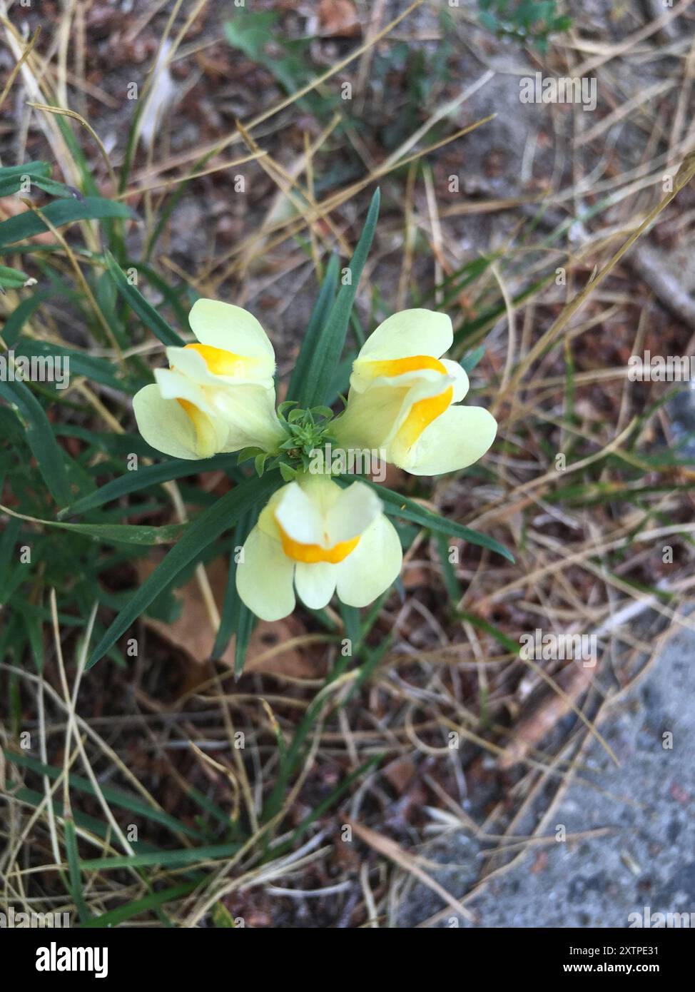 Toad Fls common toadflax (Linaria vulgaris) Plantae Stock Photo - Alamy