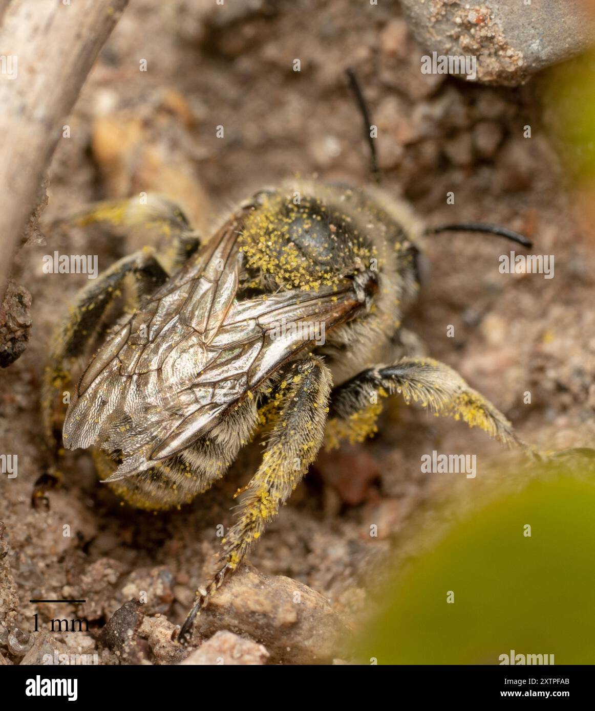 Globemallow chimney bees (Diadasia diminuta) Insecta Stock Photo - Alamy