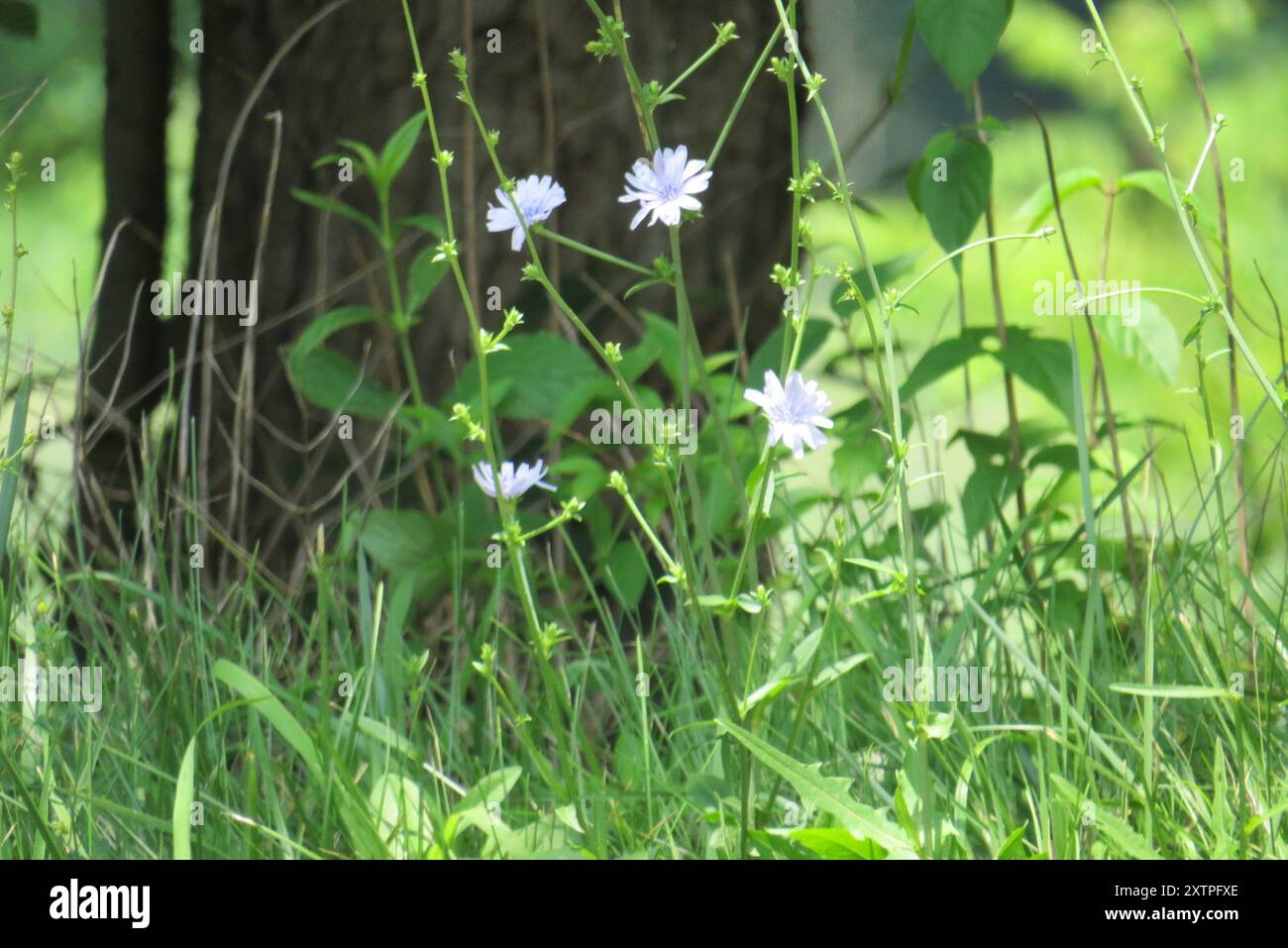 chicory (Cichorium intybus) Plantae Stock Photo - Alamy