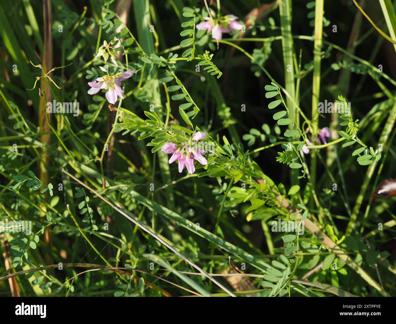 purple crownvetch (Securigera varia) Plantae Stock Photo - Alamy