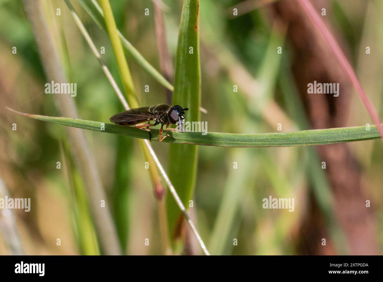 Sedgesitter hi-res stock photography and images - Alamy