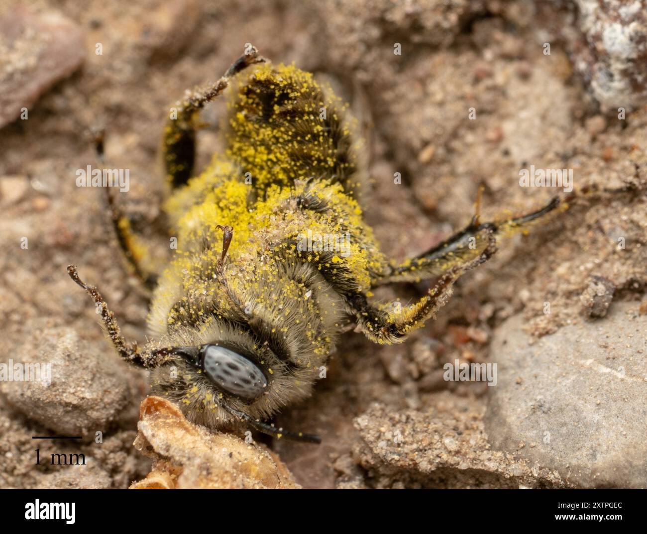 Globemallow chimney bees (Diadasia diminuta) Insecta Stock Photo - Alamy