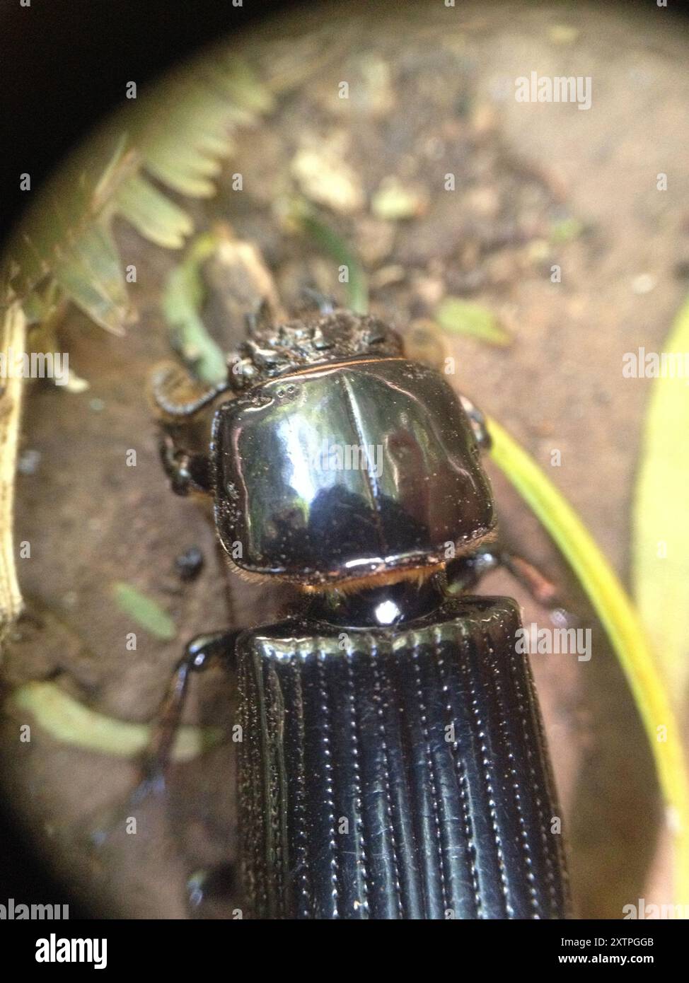 Passam Insect Passalidae hi-res stock photography and images - Alamy