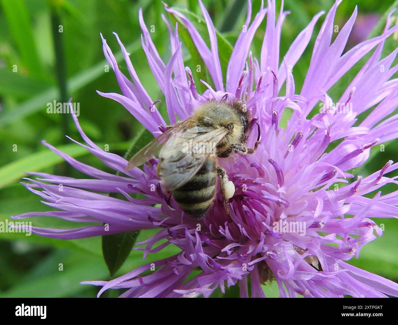 Western Honey Bee (Apis mellifera) Insecta Stock Photo - Alamy
