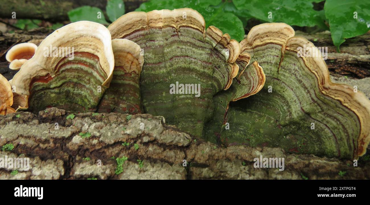 false-turkey-tail-stereum-ostrea-fungi-stock-photo-alamy