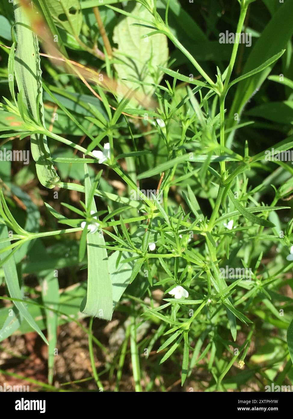 Rust Weed (Polypremum procumbens) Plantae Stock Photo - Alamy