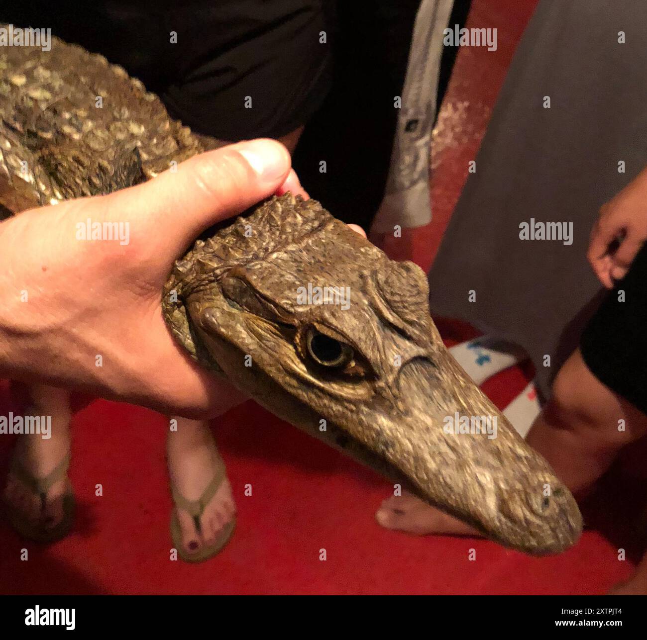Spectacle Cayman Spectacled Caiman (Caiman crocodilus) Reptilia Stock Photo - Alamy
