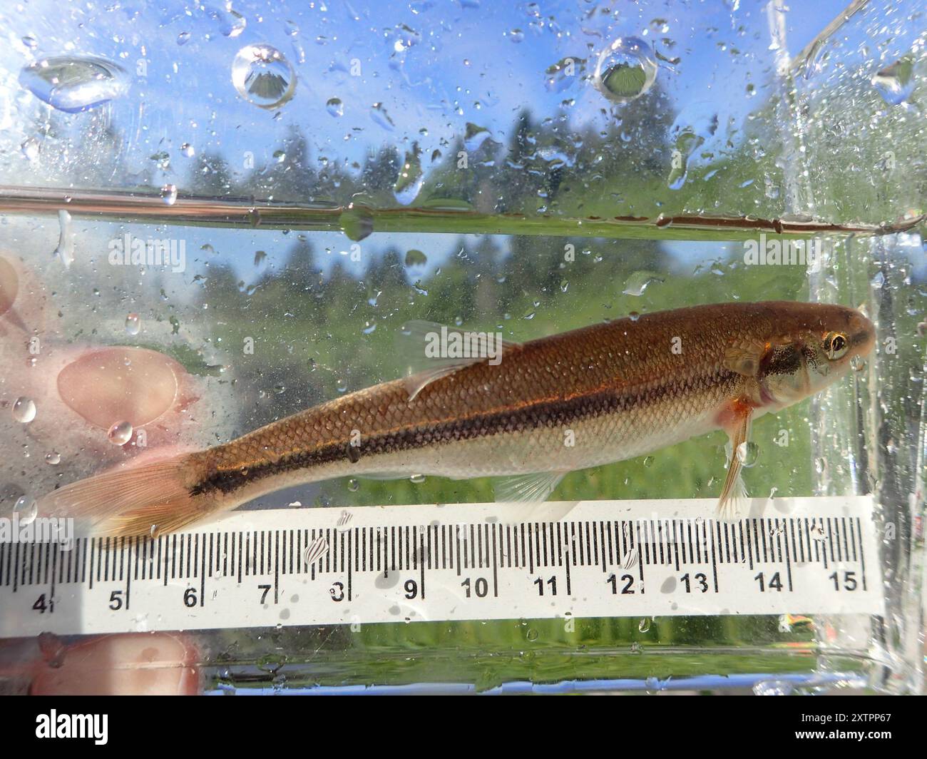 Lake Chub (Couesius plumbeus) Actinopterygii Stock Photo Alamy