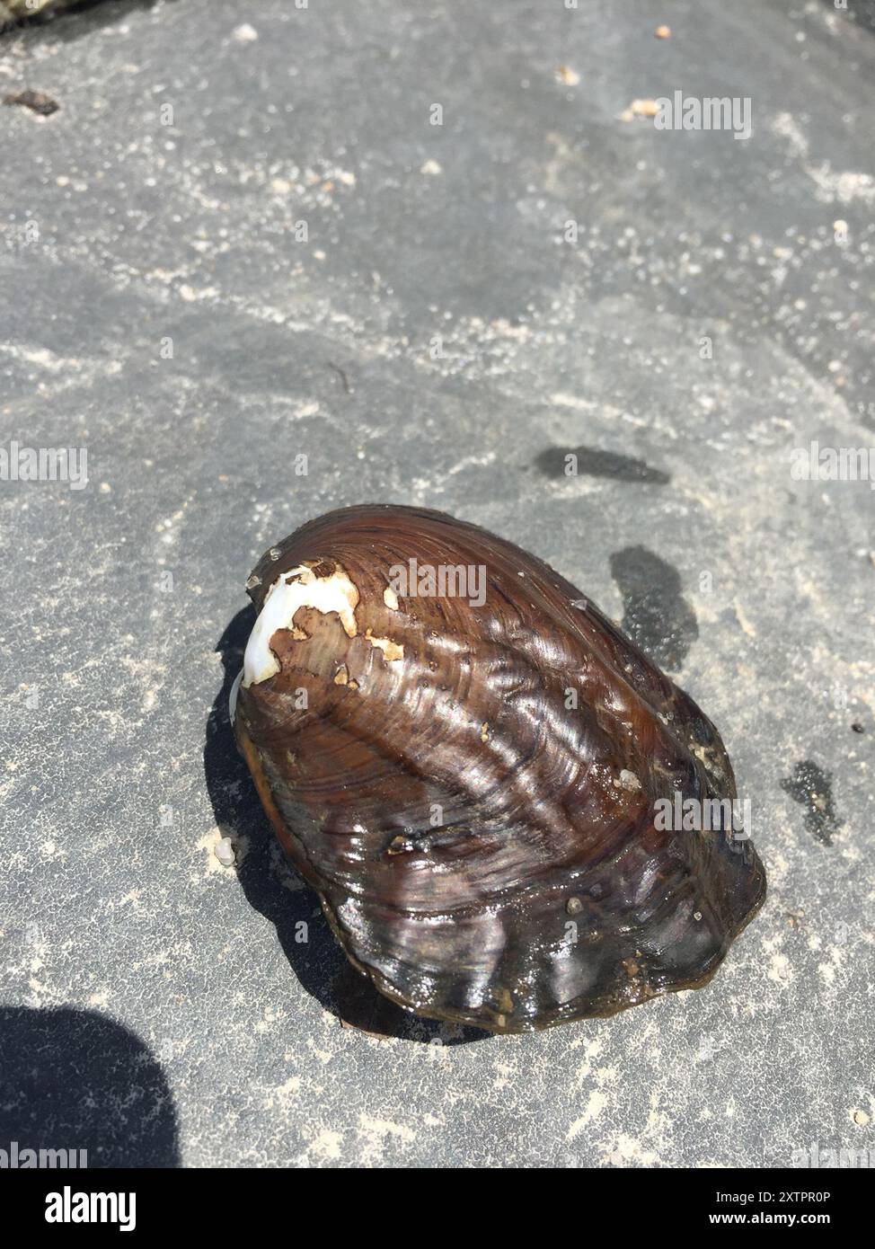 Amblema plicata hi-res stock photography and images - Alamy