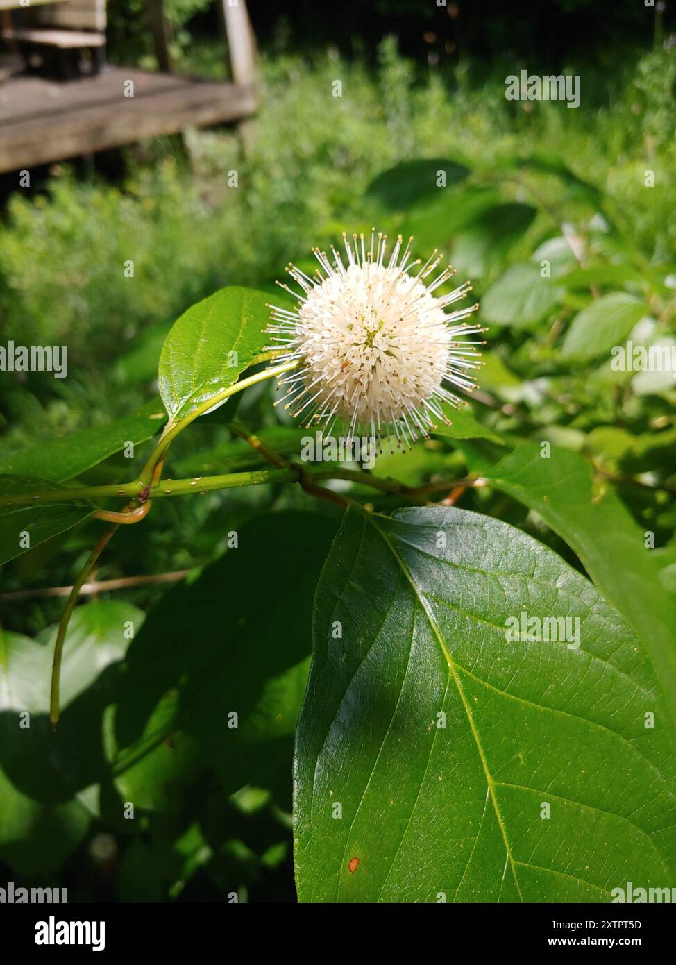 buttonbush (Cephalanthus occidentalis) Plantae Stock Photo - Alamy