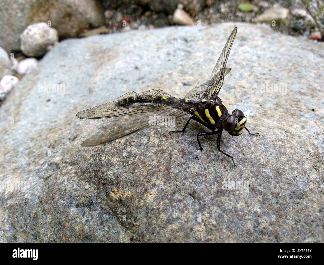 Pacific Spiketail (Cordulegaster dorsalis) Insecta Stock Photo - Alamy