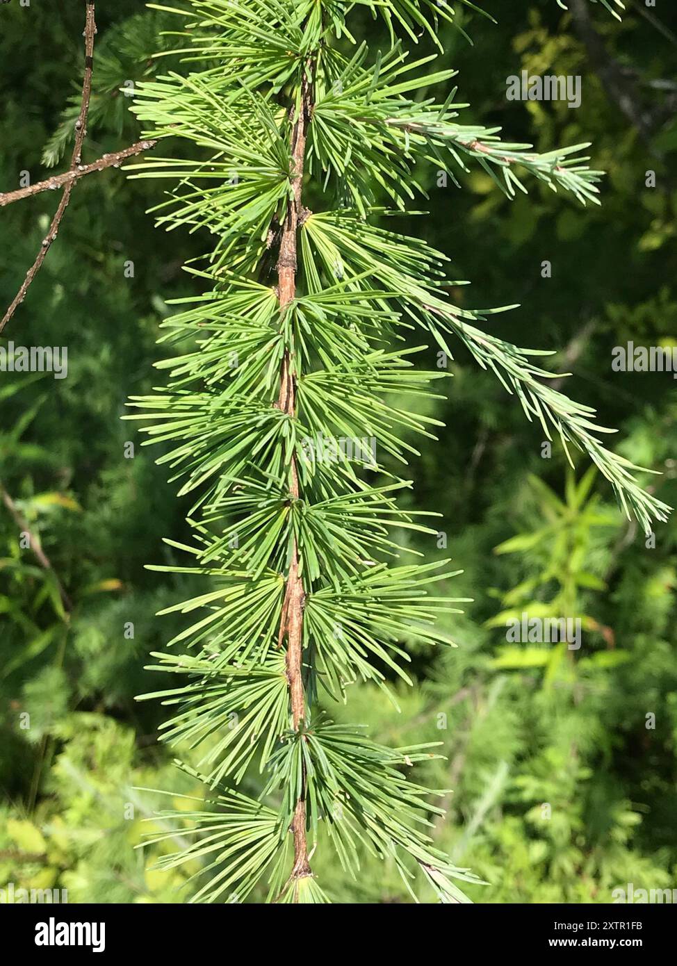 tamarack (Larix laricina) Plantae Stock Photo - Alamy