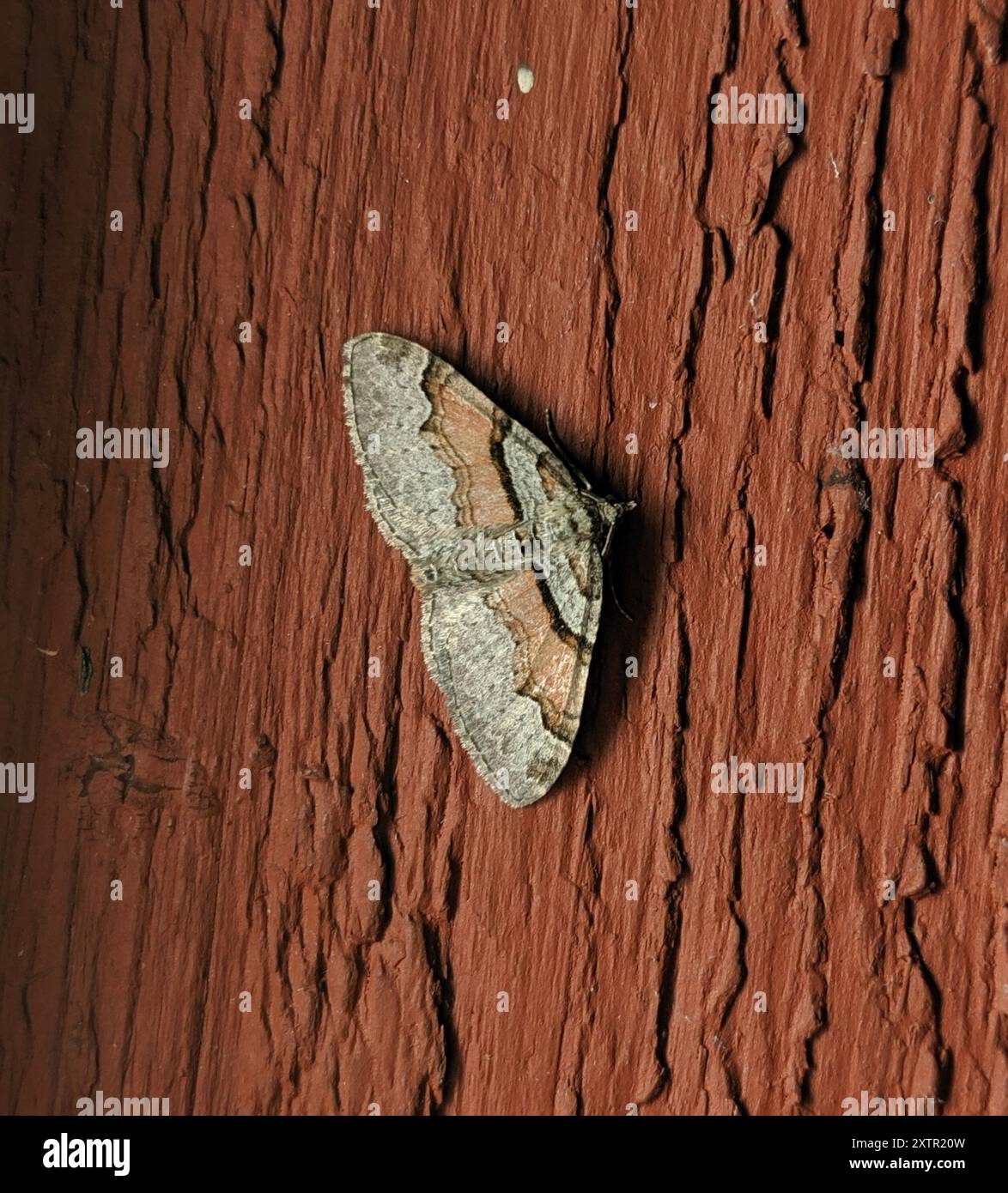 Labrador Native Insects Labrador Carpet (Xanthorhoe labradorensis) Insecta Stock Photo - Alamy