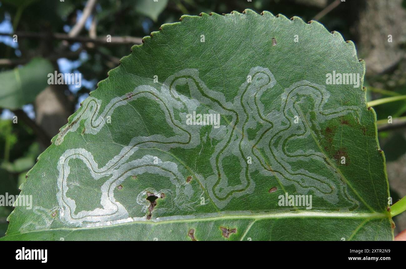Aspen Serpentine Leafminer Moth (Phyllocnistis populiella) Insecta ...