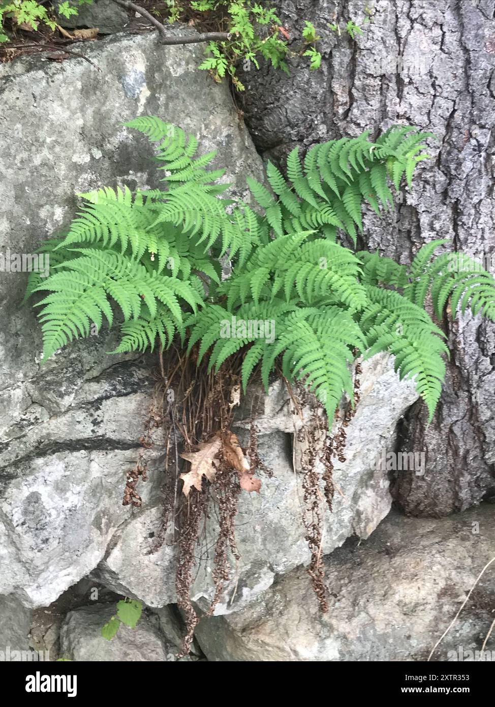 marginal wood fern (Dryopteris marginalis) Plantae Stock Photo - Alamy