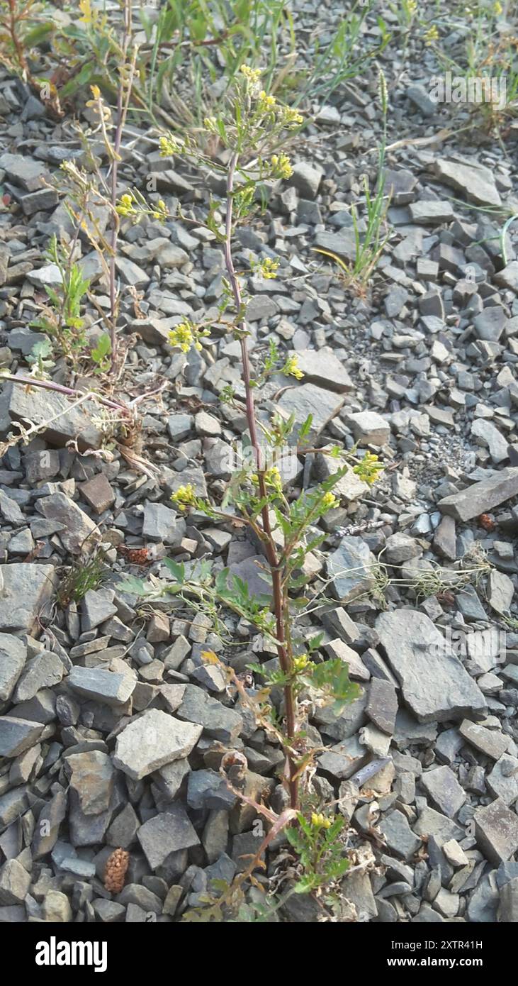 Bog Yellowcress (Rorippa palustris) Plantae Stock Photo