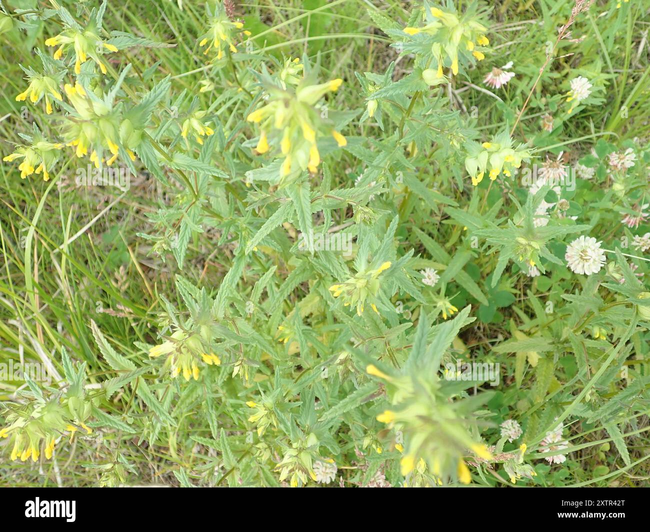 Little Yellow Rattle (Rhinanthus groenlandicus) Plantae Stock Photo - Alamy