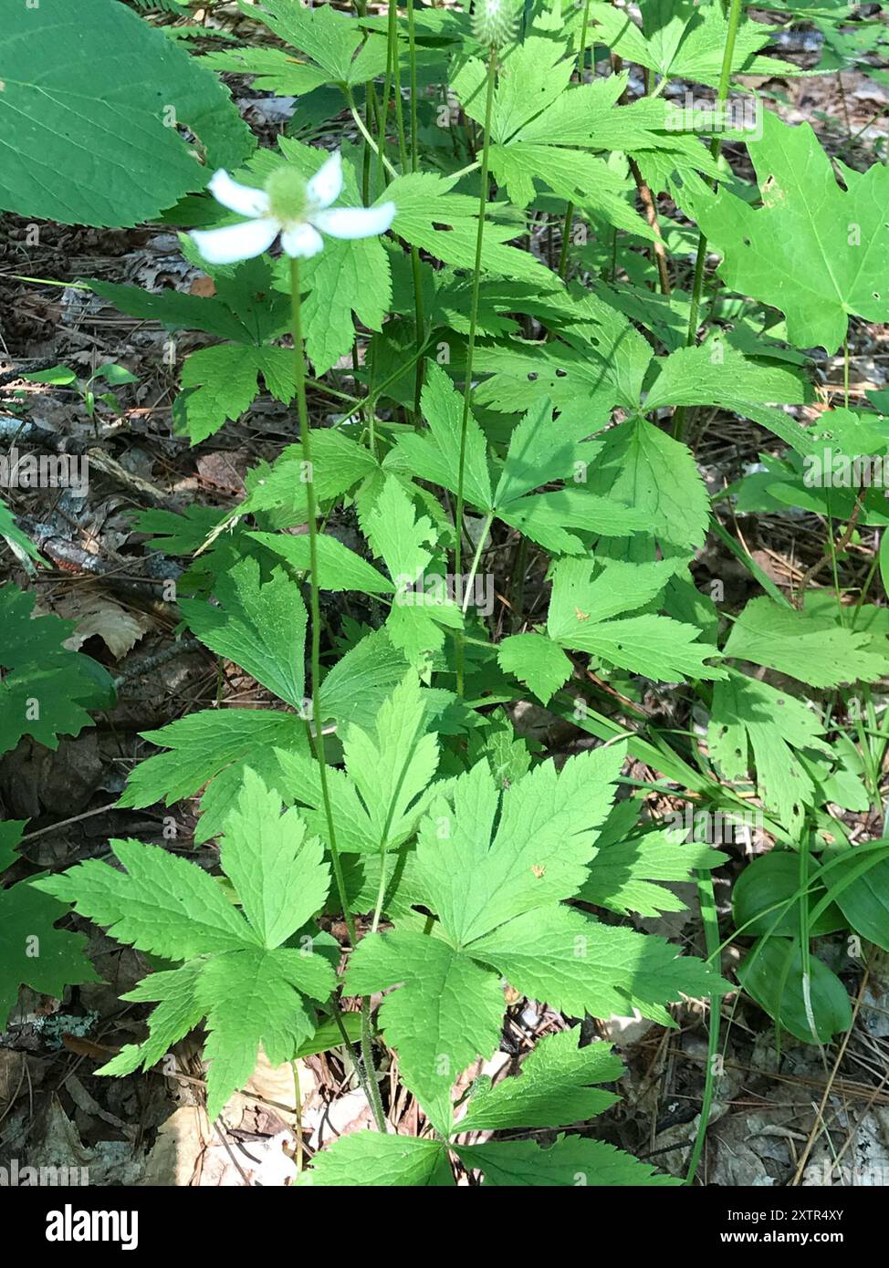 tall thimbleweed (Anemone virginiana) Plantae Stock Photo Alamy