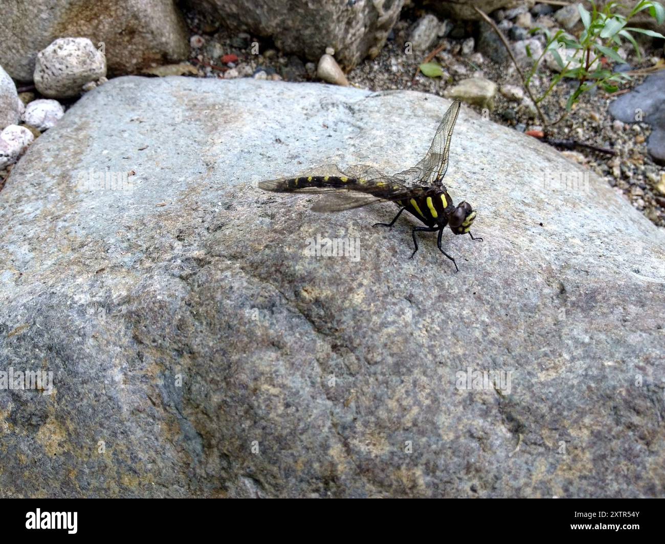 Pacific Spiketail (Cordulegaster dorsalis) Insecta Stock Photo - Alamy