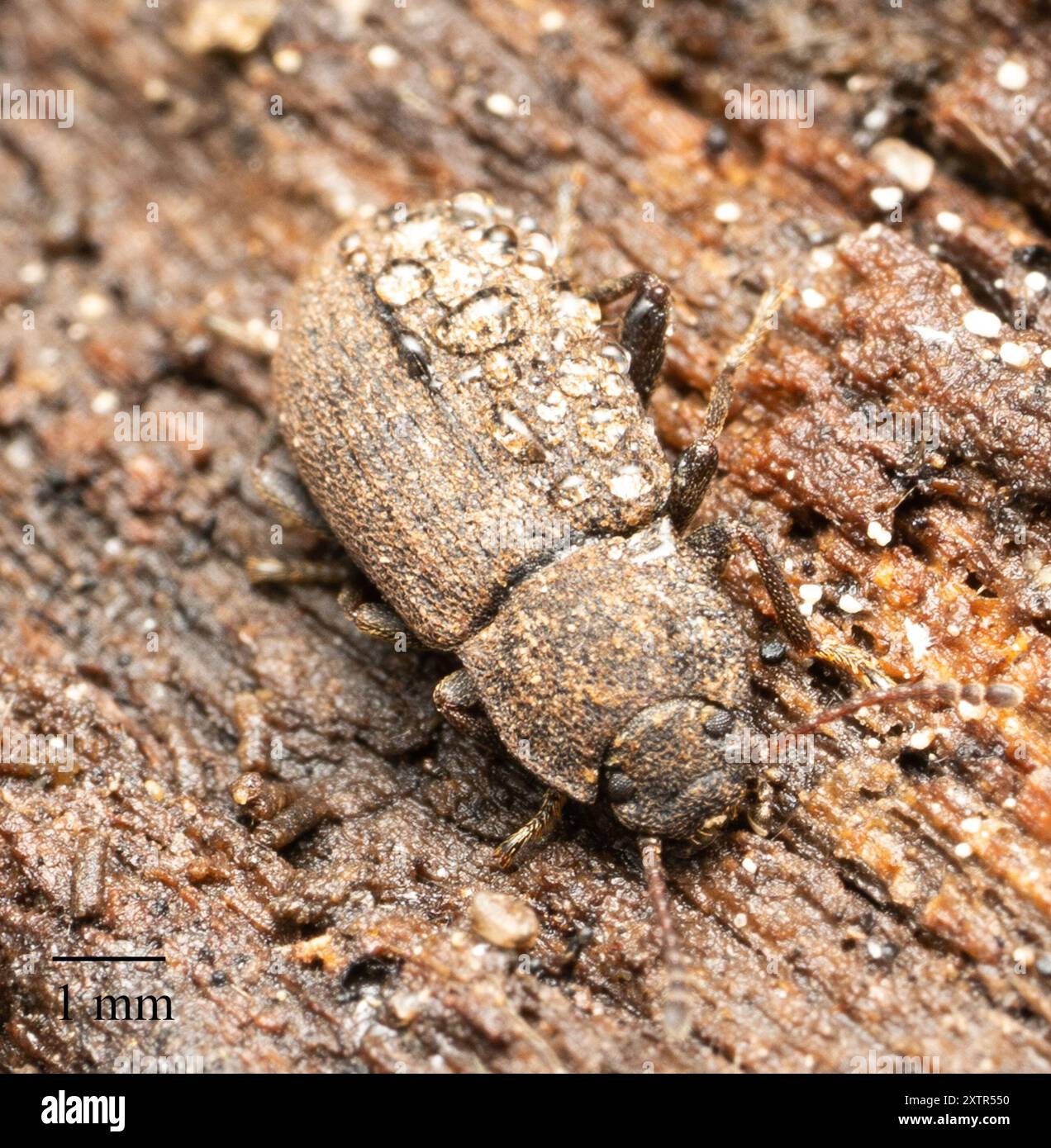 Dusty Insect Gonocephalum hi-res stock photography and images - Alamy