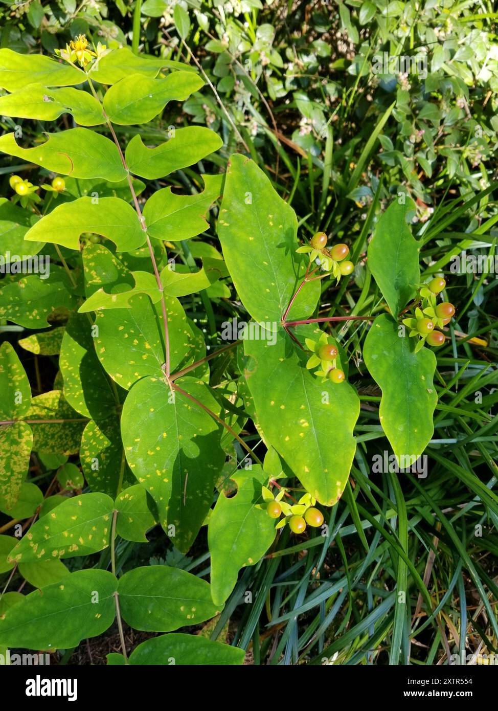 Tutsan (Hypericum androsaemum) Plantae Stock Photo - Alamy