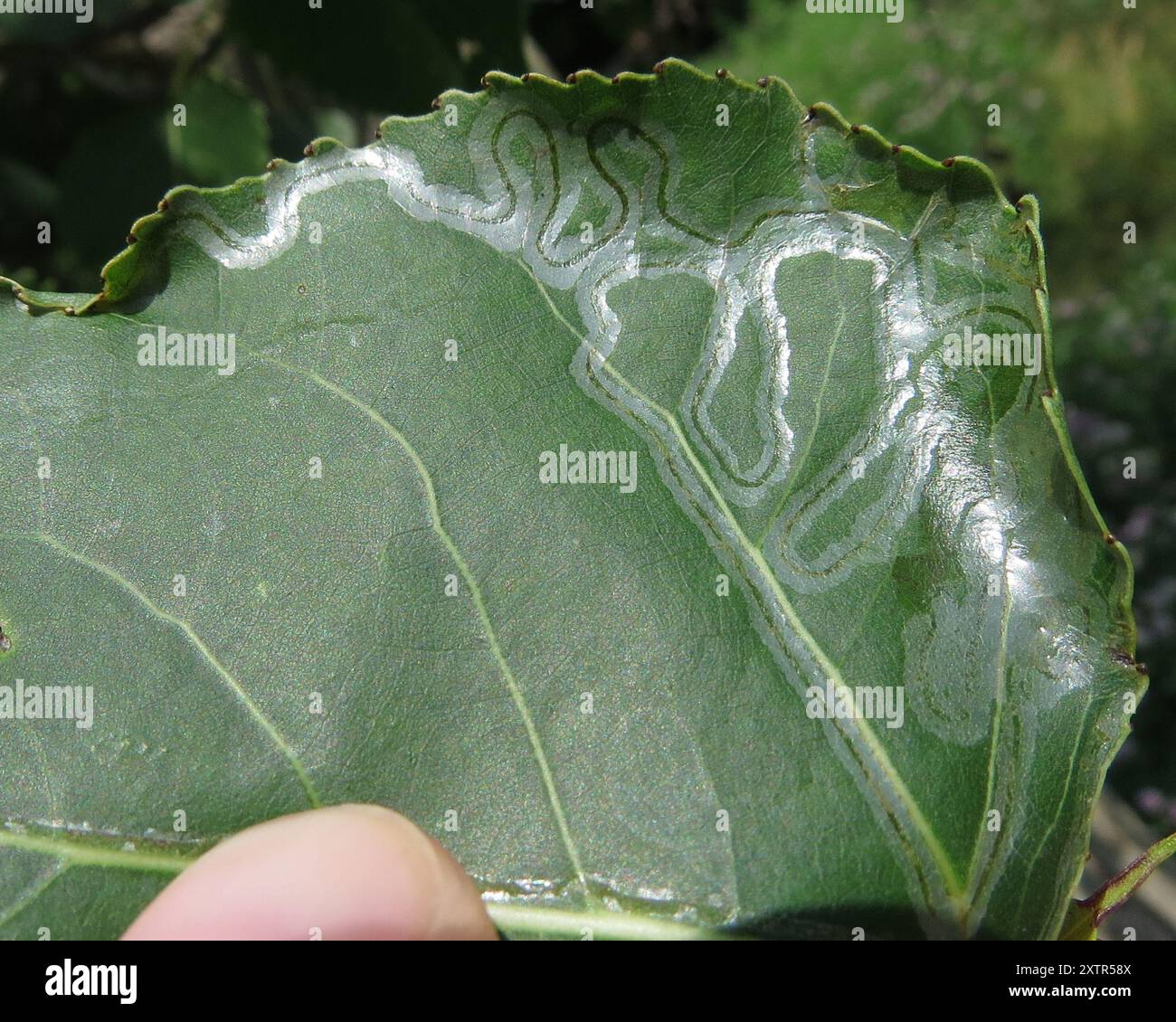 Aspen Serpentine Leafminer Moth (Phyllocnistis populiella) Insecta ...
