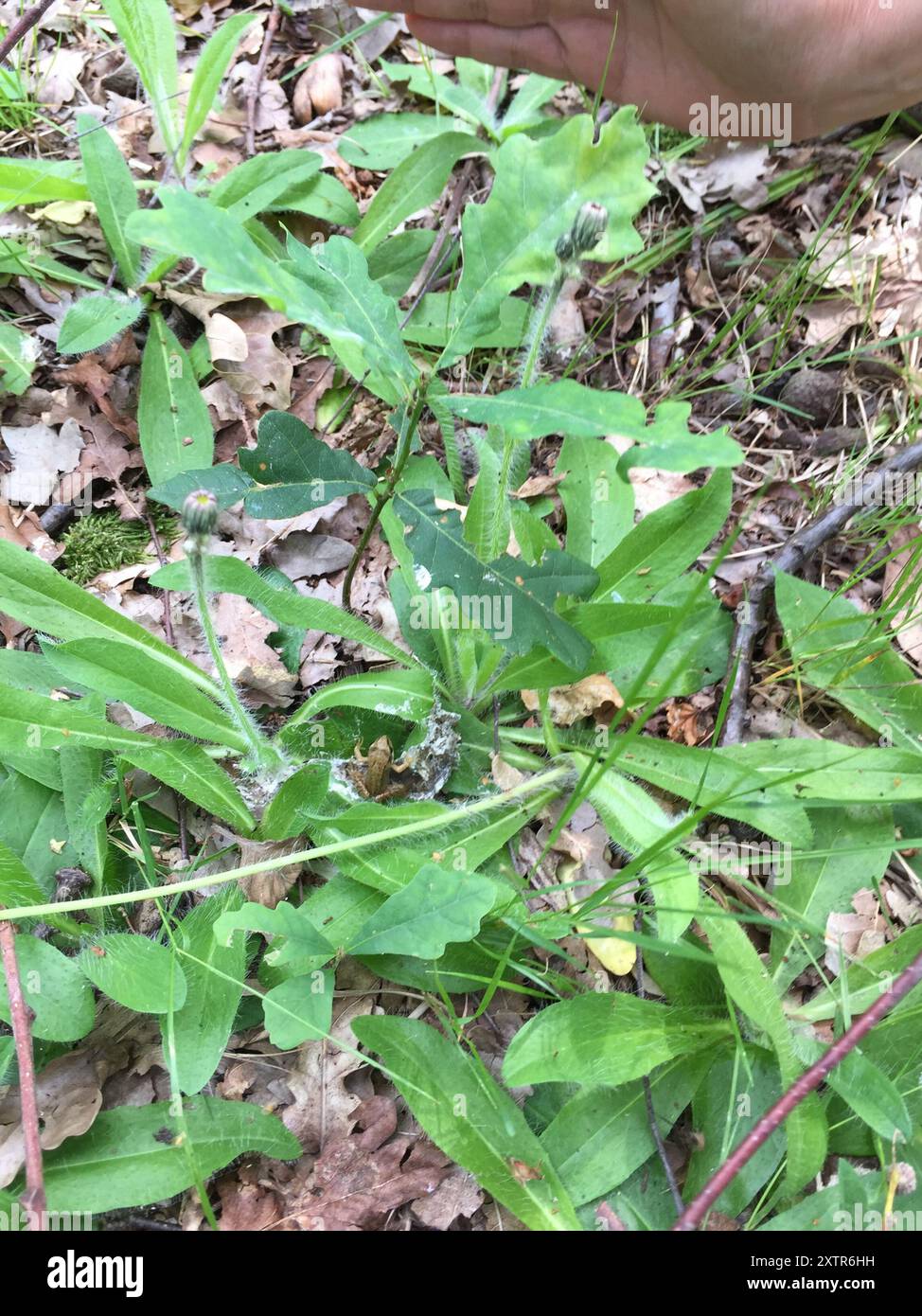 Frogs and Toads (Anura) Amphibia Stock Photo - Alamy