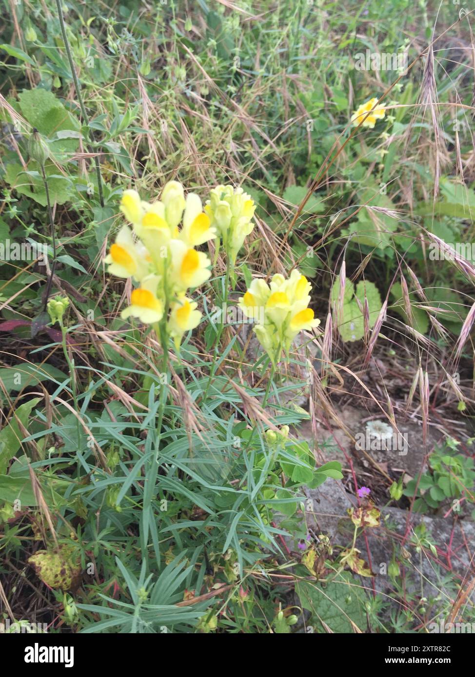 Toad Fls common toadflax (Linaria vulgaris) Plantae Stock Photo - Alamy