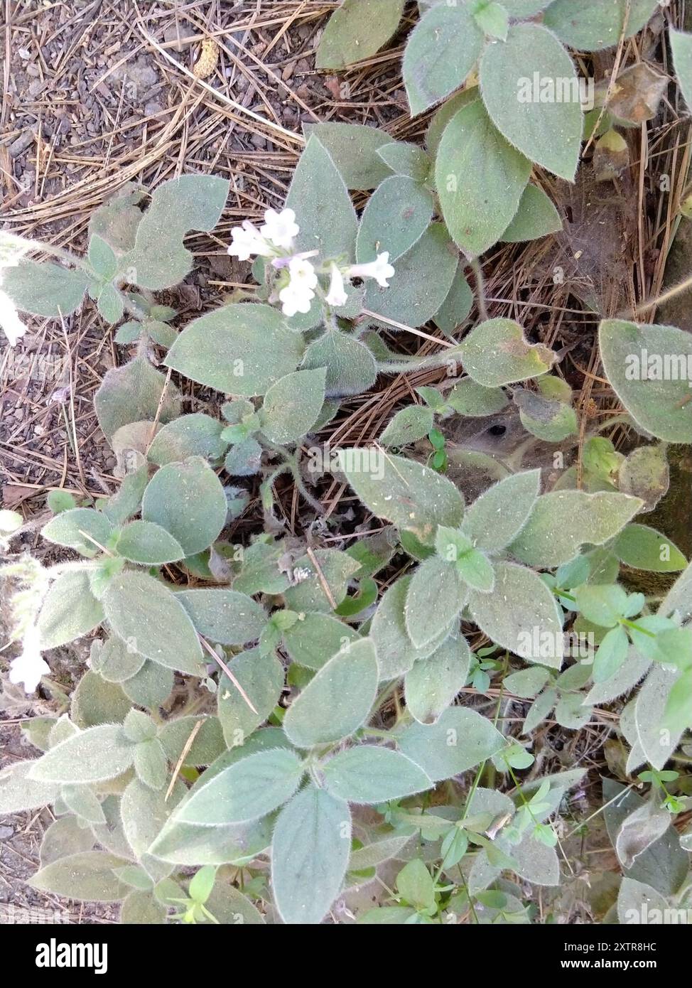 Violet draperia (Draperia systyla) Plantae Stock Photo - Alamy