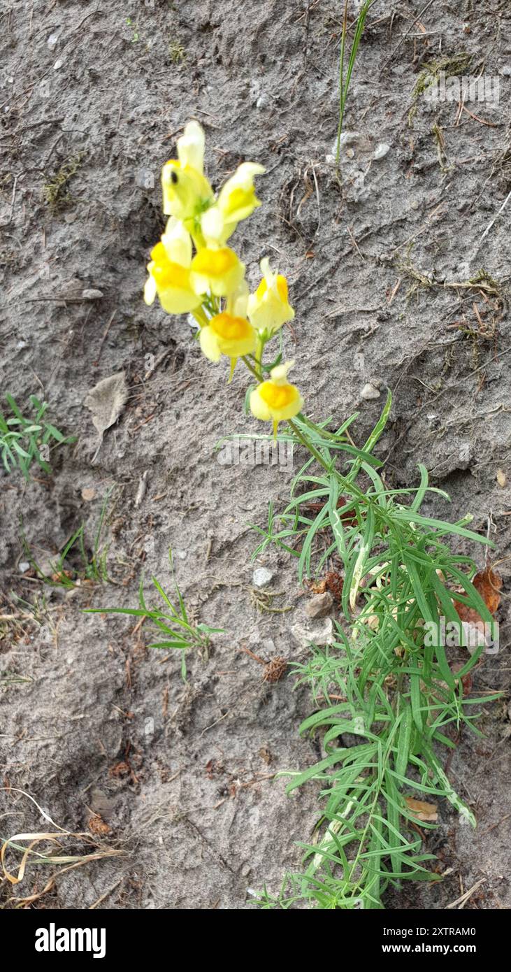 Toad Fls common toadflax (Linaria vulgaris) Plantae Stock Photo - Alamy