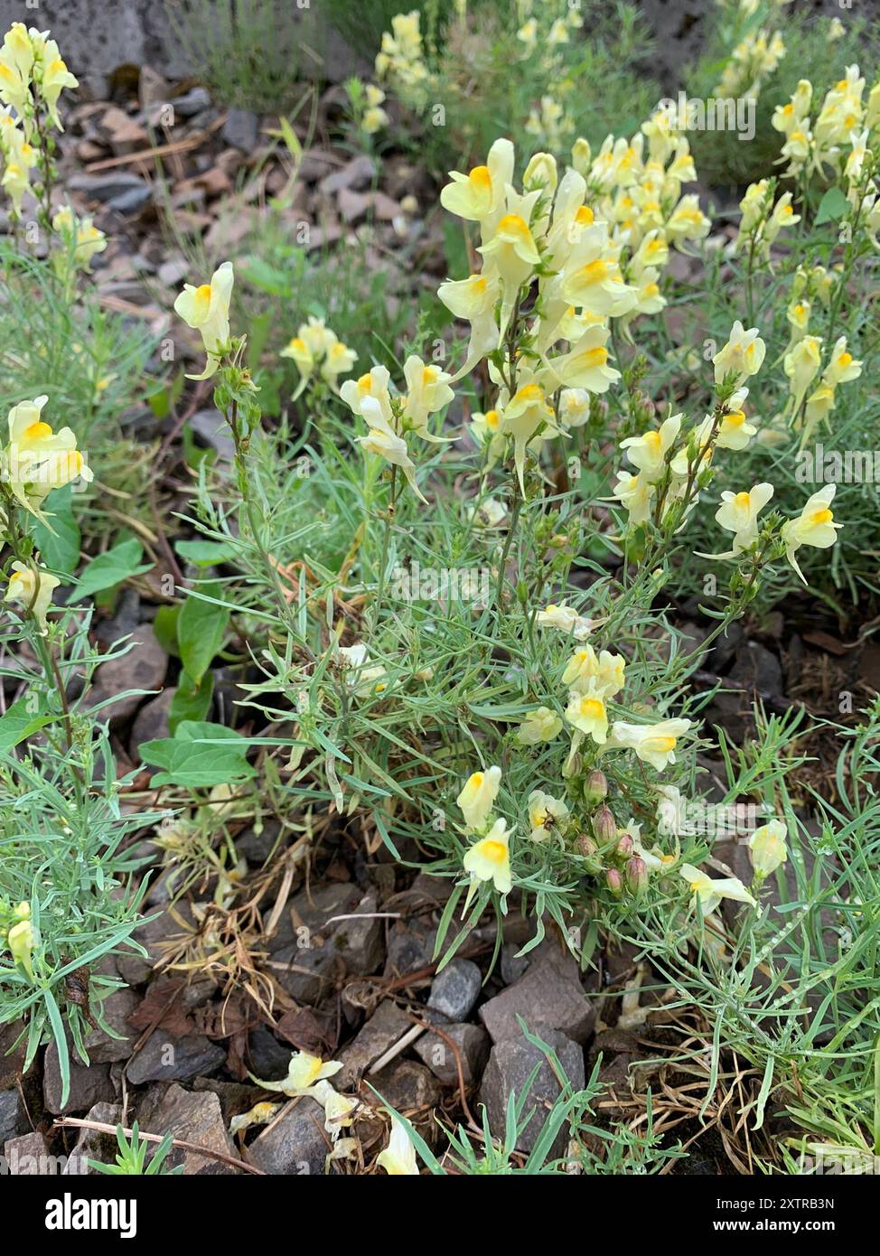 Toad Fls common toadflax (Linaria vulgaris) Plantae Stock Photo - Alamy