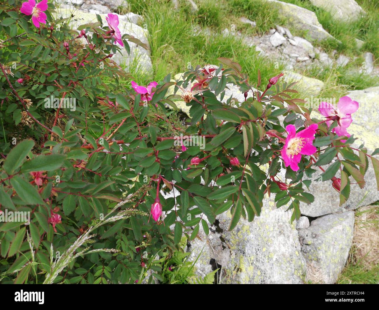 Alpine Rose (Rosa pendulina) Plantae Stock Photo - Alamy