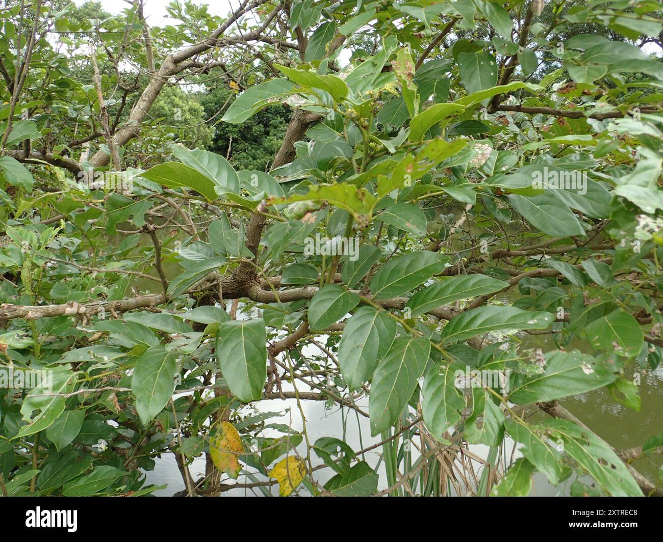 Umbrella cheese tree hi-res stock photography and images - Alamy