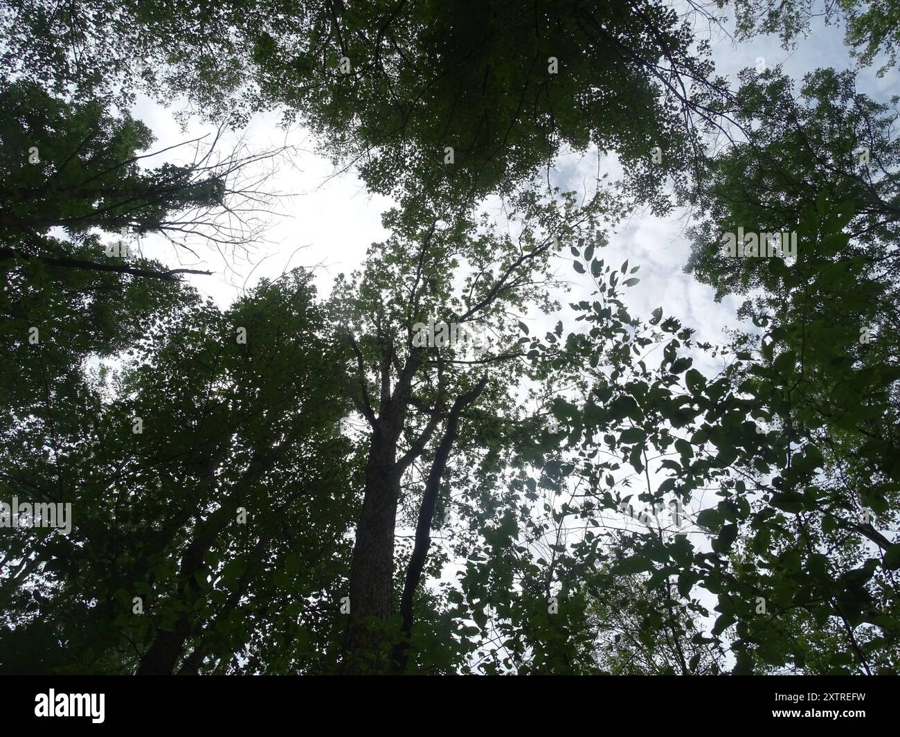 swamp white oak (Quercus bicolor) Plantae Stock Photo - Alamy