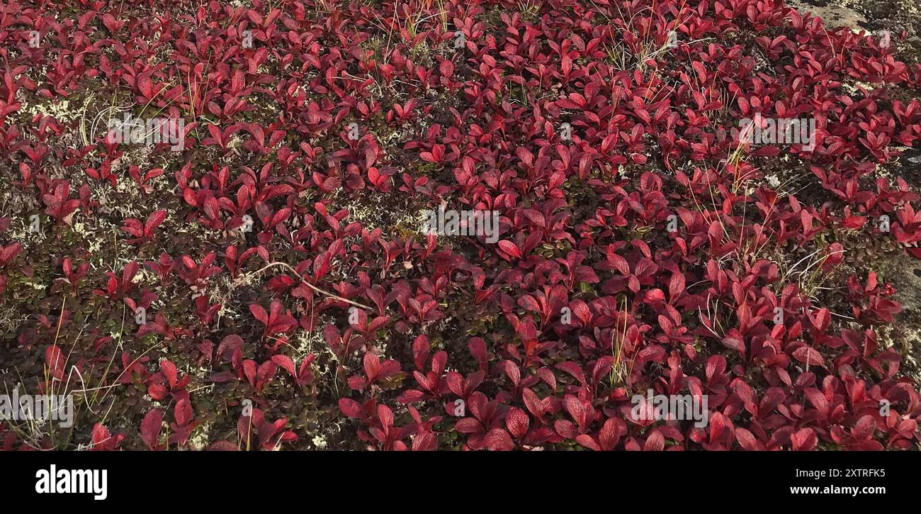 Arctous Ruber Arctous rubra hi-res stock photography and images - Alamy