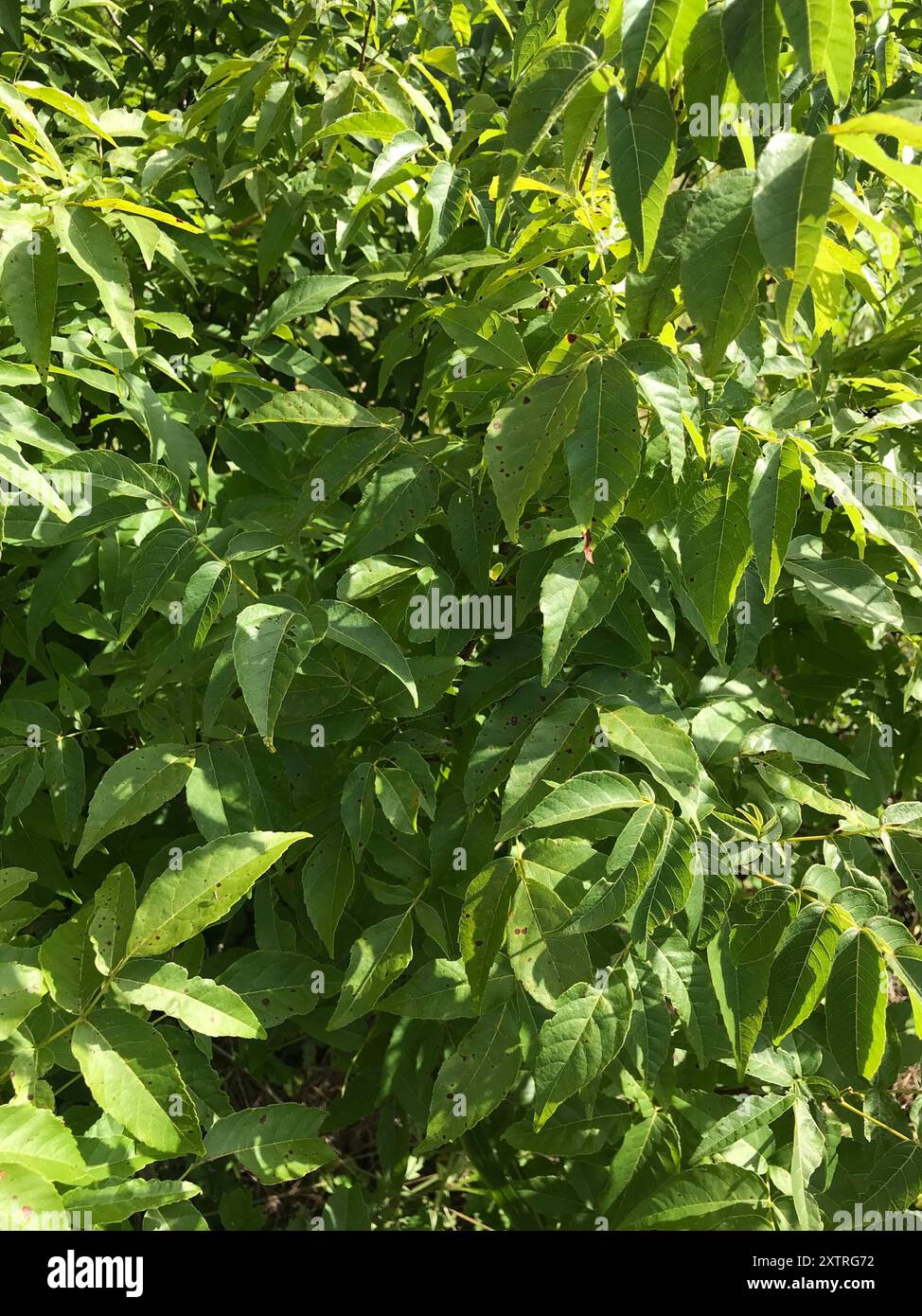 UNGNADIA SPECIOSA, MEXICAN BUCKEYE, FABULOUS NATIVE TREE/SCREENING SHRUB, 15 SDS - Foto 8