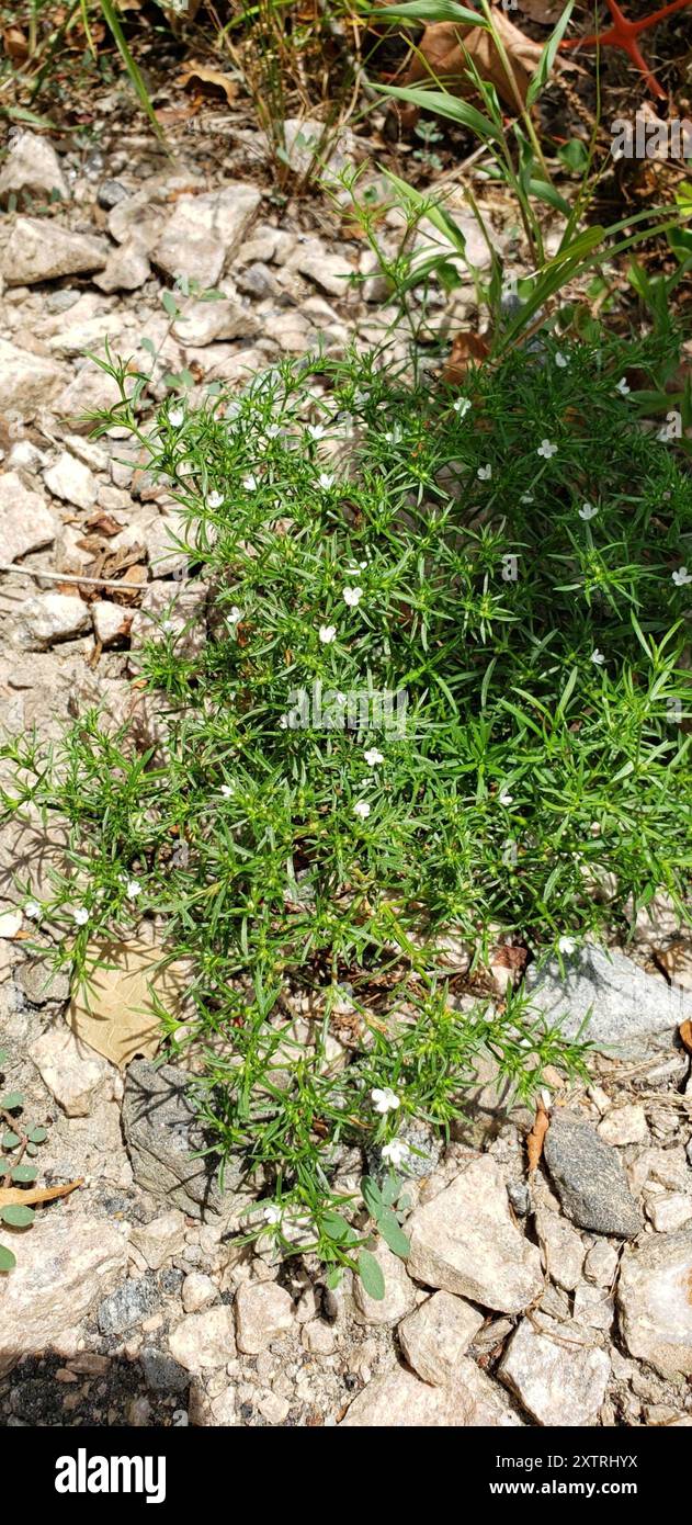 Rust Weed (Polypremum procumbens) Plantae Stock Photo - Alamy