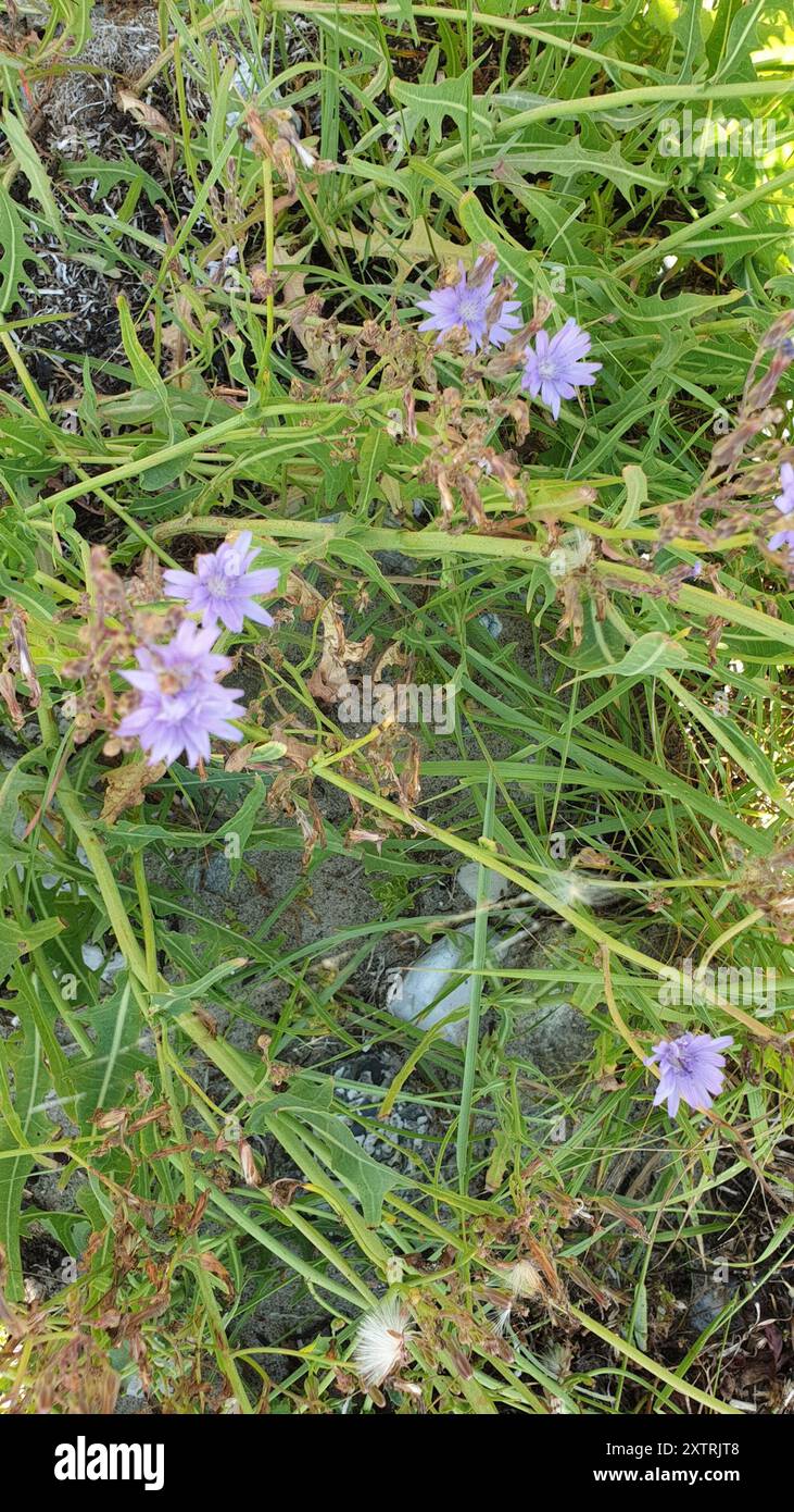 chicory (Cichorium intybus) Plantae Stock Photo - Alamy