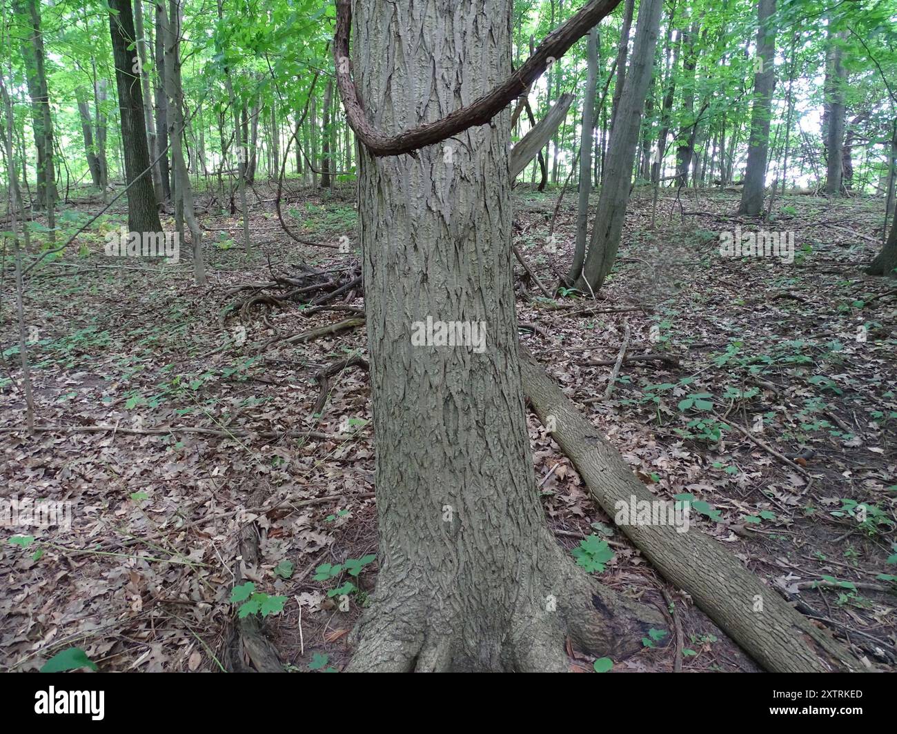 Butternut (Juglans cinerea) Plantae Stock Photo - Alamy