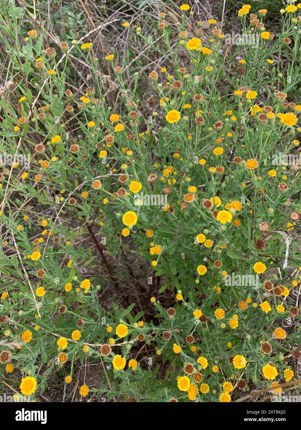 Spanish False Fleabane (Pulicaria paludosa) Plantae Stock Photo Alamy