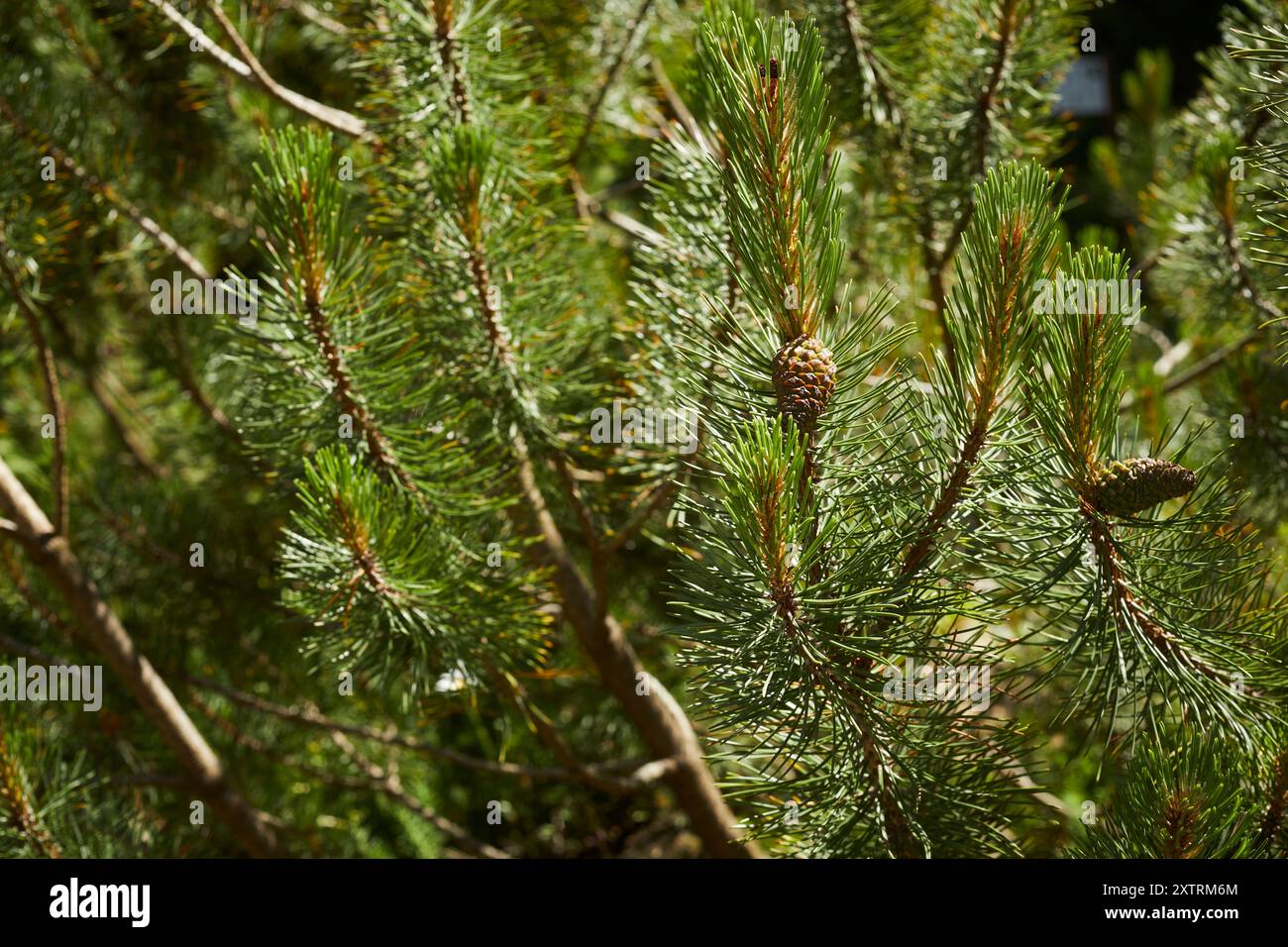 Tamarack branches with pine cones, at the Alpine Botanical Garden, Maratime Alps near Cuneo, Piedmont, Italy Stock Photo