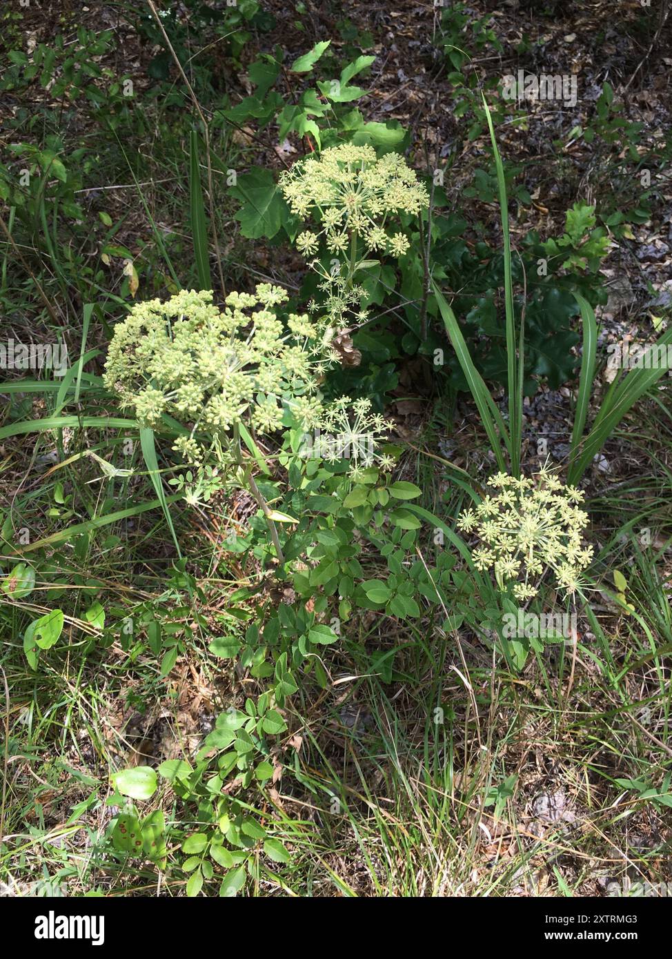 hairy angelica (Angelica venenosa) Plantae Stock Photo Alamy