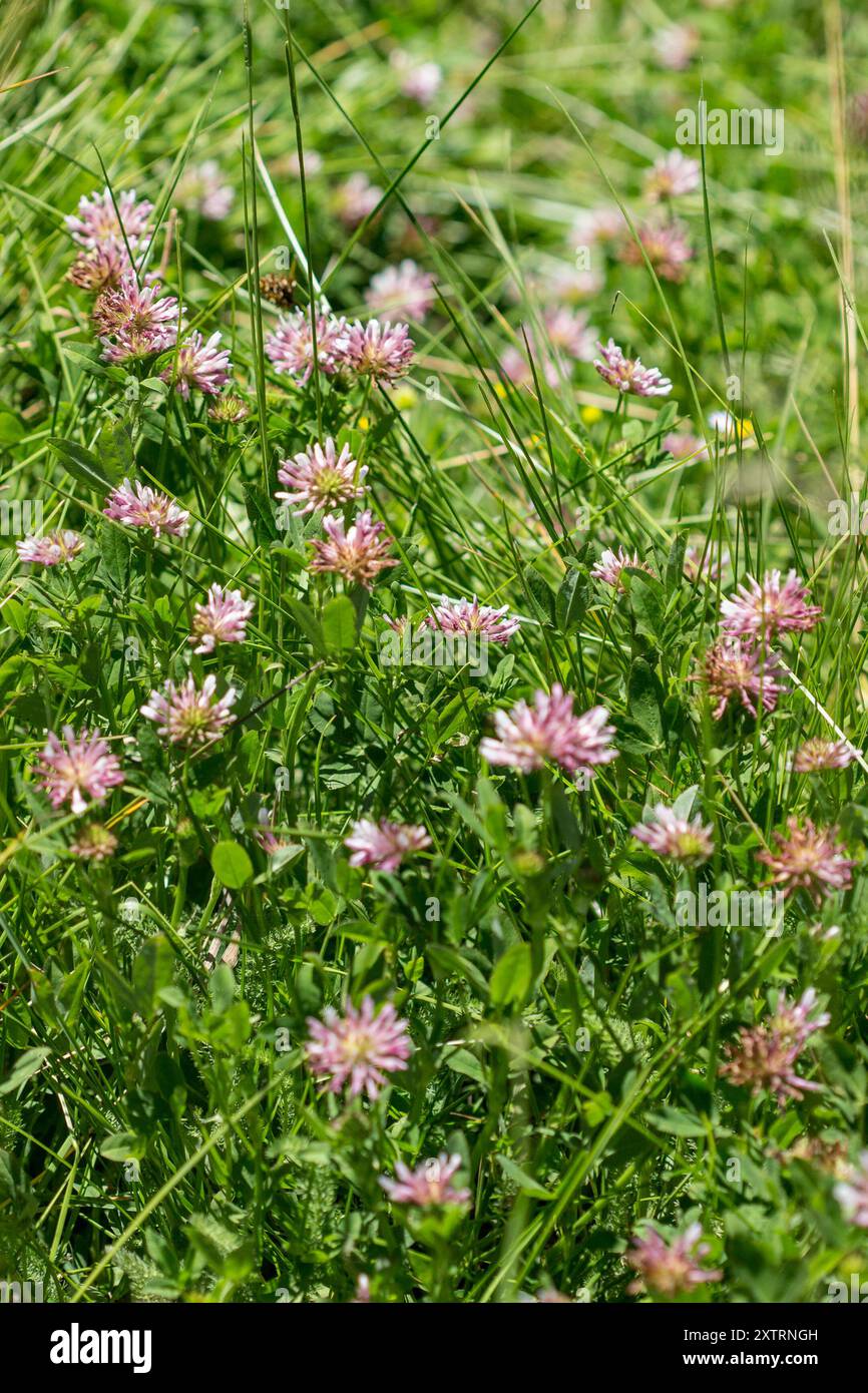 springbank clover (Trifolium wormskioldii) Plantae Stock Photo - Alamy
